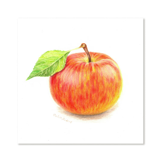 Red-Yellow Apple | Drawing on Paper | 8x11 | Wall Art |