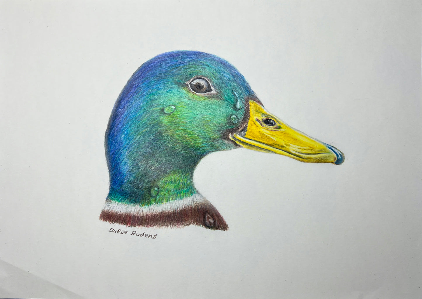 Duck | Drawing on Paper | 11x8 | Wall Art |