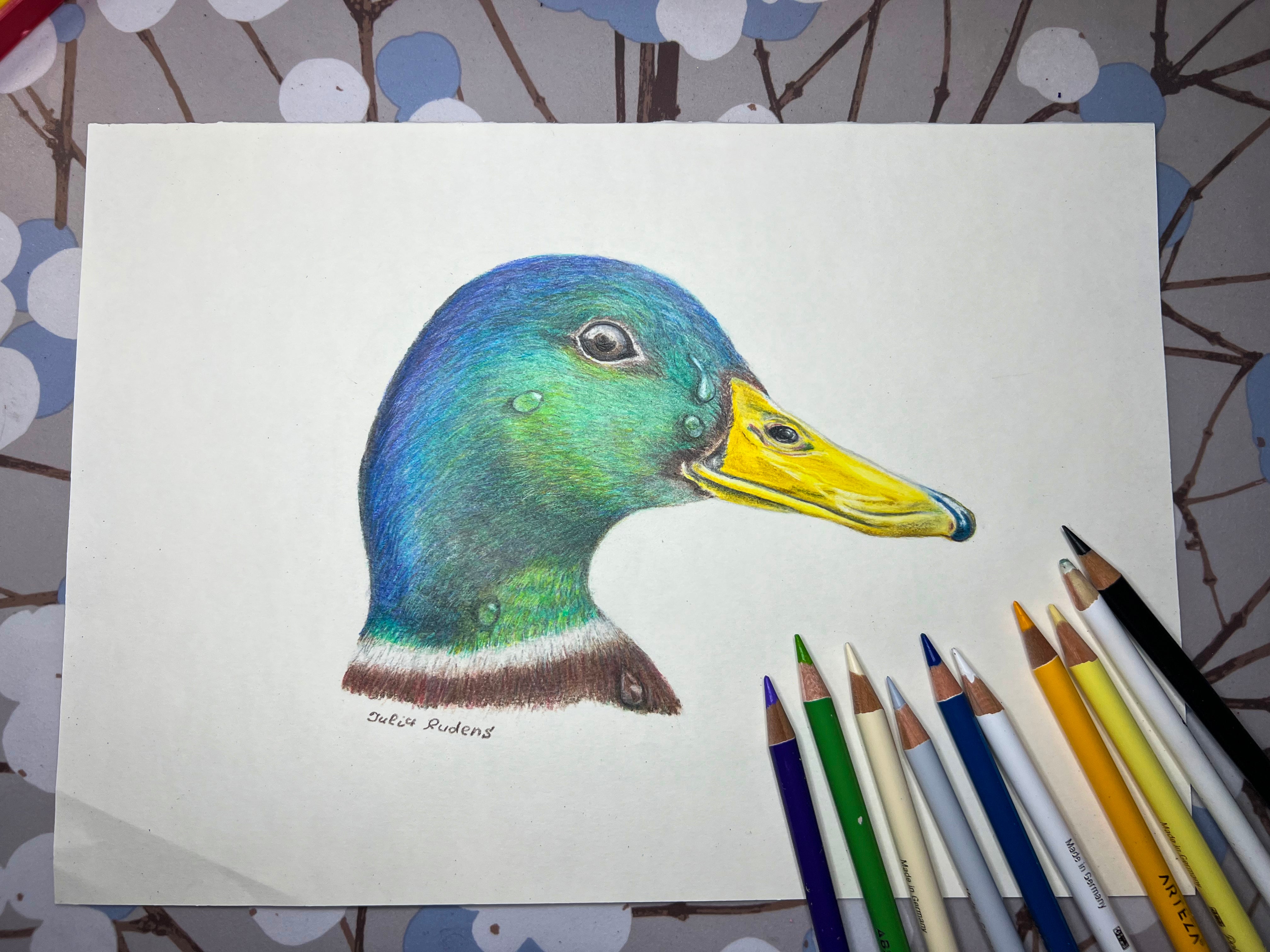 Birds and Duck Prints of Pencil Drawings – Paula Kuitenbrouwer